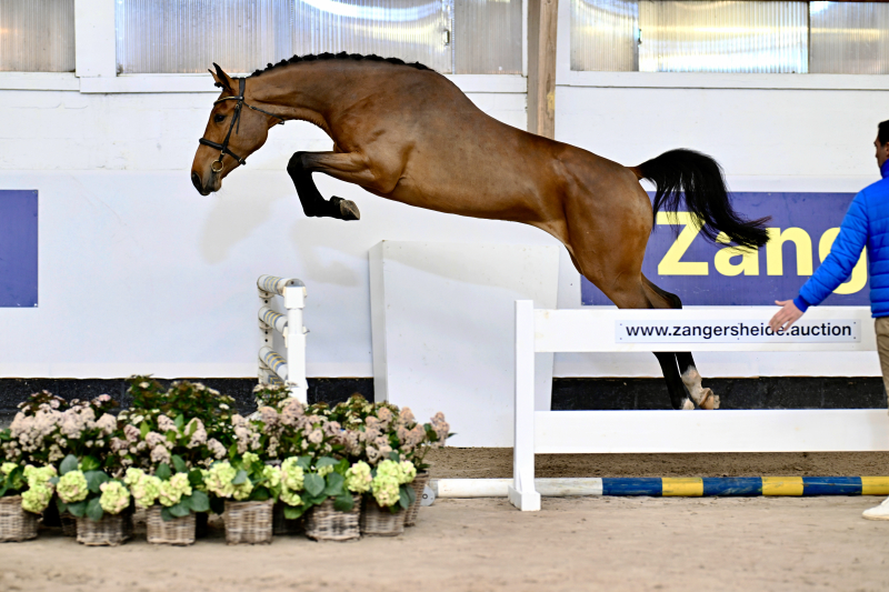 Charlotte d’Grandin Z