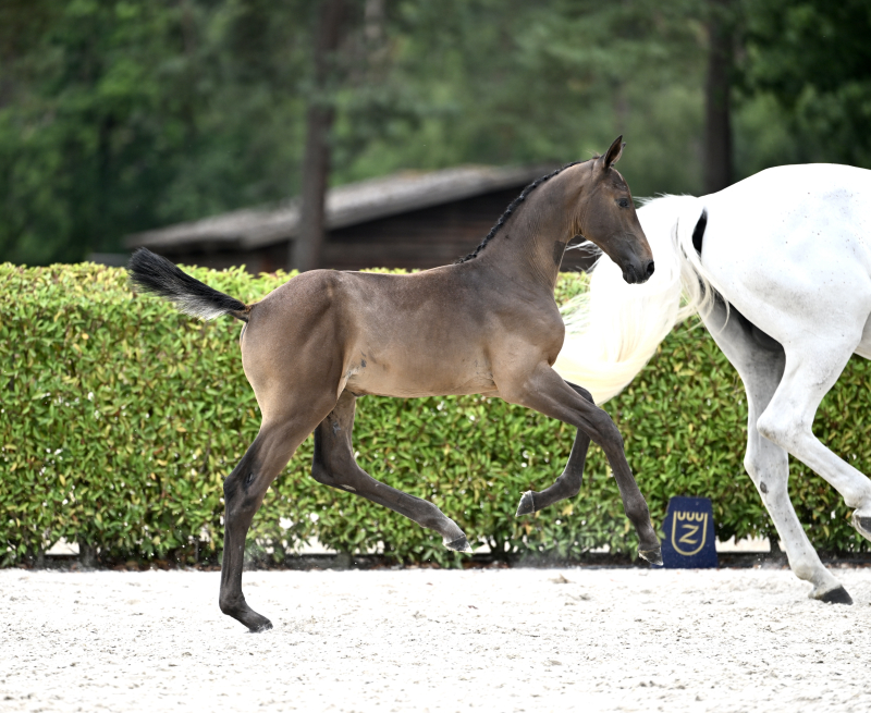 Eplease Me d’Grandin Z