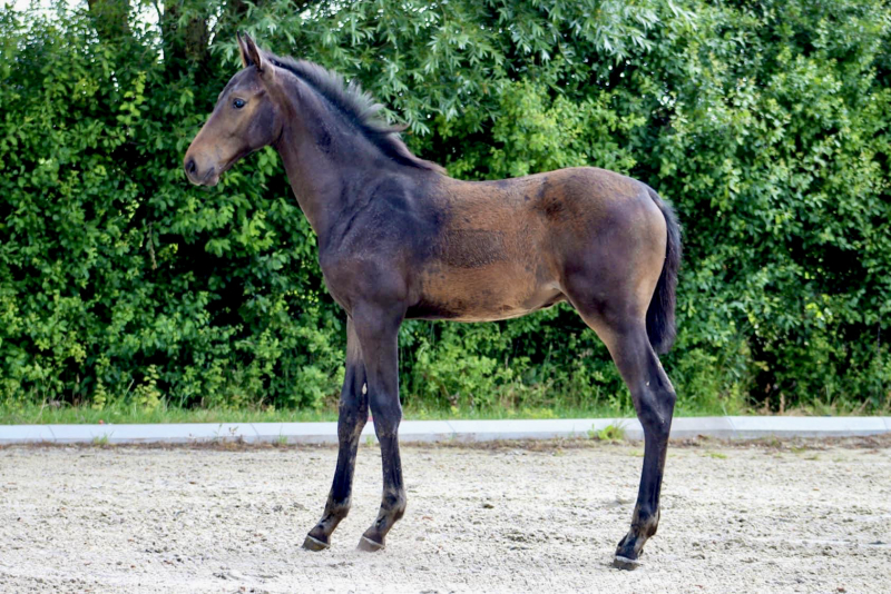 Dynamite d'Grandin Z