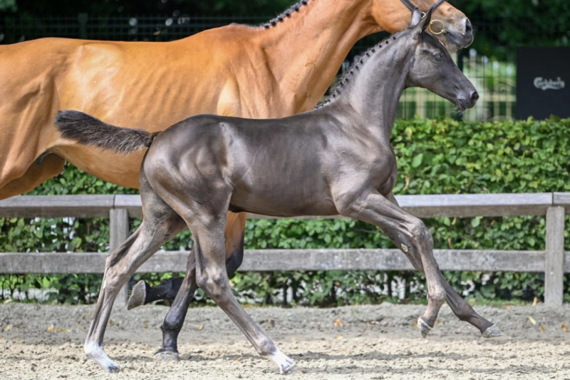 Emery Royal d'Grandin Z