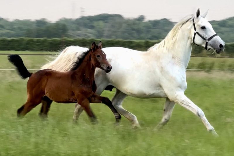 Euphoria d’Grandin Z